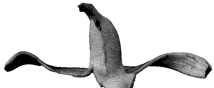 Commercial General liability