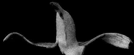 Commercial General liability