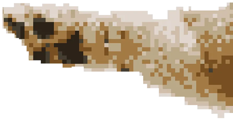 Corgi Paw