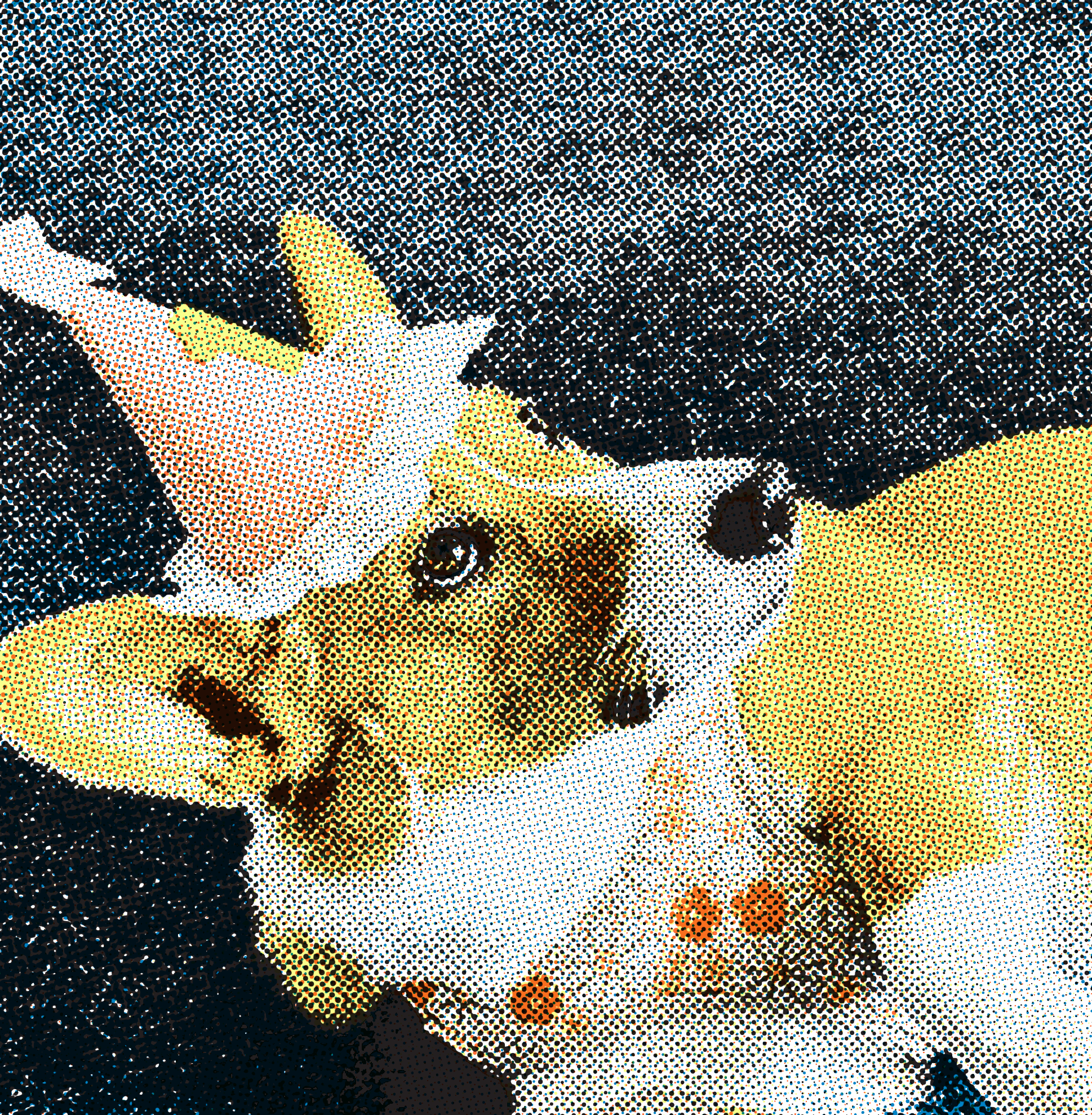 Corgi mascot birthday