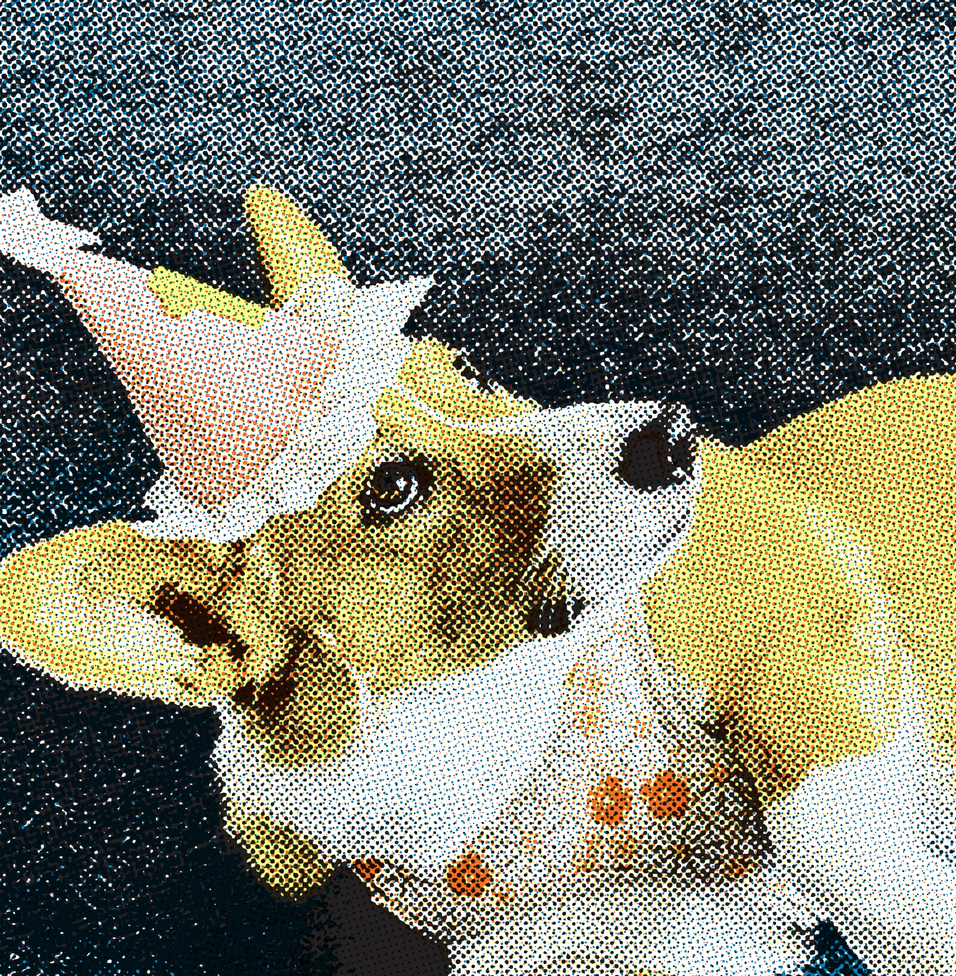 Corgi mascot birthday